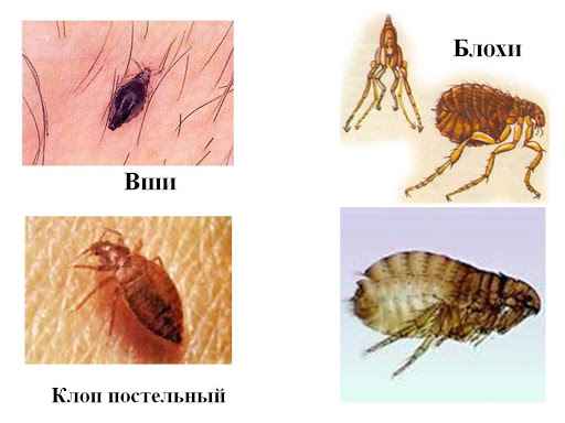 На фото описано про различия блох с другими наекомыми